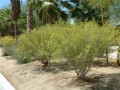 SennaArtemioides04.jpg