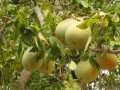 AegleMarmelos03.jpg