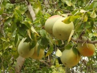 Aegle Marmelos