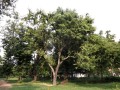 AegleMarmelos02.jpg