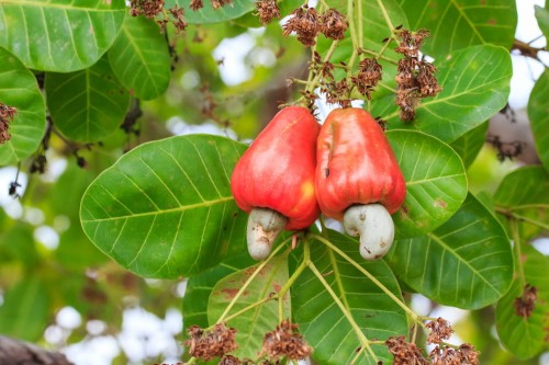 AnacardiumOccidentale01.jpg