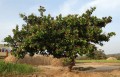 AnacardiumOccidentale02.jpg