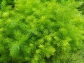 AsparagusRacemosus02.jpg
