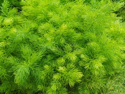 AsparagusRacemosus02.jpg