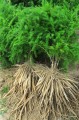 AsparagusRacemosus04.jpg