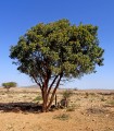 AzadirachtaIndica01.jpg