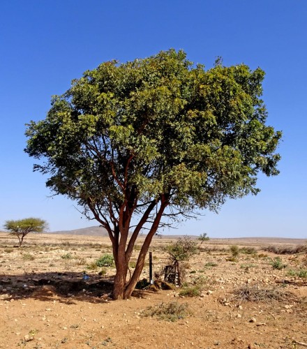 AzadirachtaIndica01.jpg