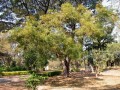 AzadirachtaIndica02.jpg