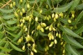 AzadirachtaIndica03.jpg