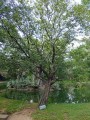 DiospyrosEbenum02.jpg
