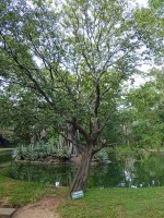 Diospyros Ebenum