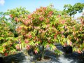 DiospyrosEbenum01.jpg