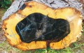 DiospyrosEbenum04.jpg