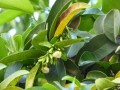 DiospyrosEbenum03.jpg