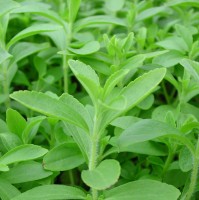Stevia Rebaudiana
