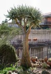 Aloe Dichotoma 'Namakwa'