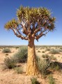AloeDichotoma03.jpg