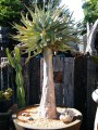 AloeDichotoma04.jpg