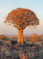 AloeDichotoma06.jpg