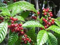 CoffeaArabica01.jpg