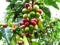 CoffeaArabica02.jpg