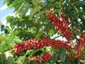 CoffeaArabica03.jpg