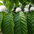 CoffeaArabica04.jpg
