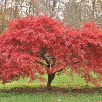 Acer Palmatum 'Autropurpureum'