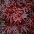 AcerPalmatumArtopurpureum02.jpg
