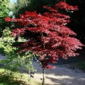 AcerPalmatumArtopurpureum03.jpg