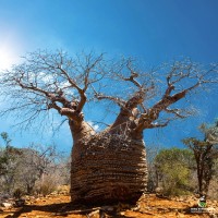 Adansonia Fony 