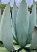 Agave Thomasiae
