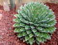 AgaveVictoriaeReginae01.jpg