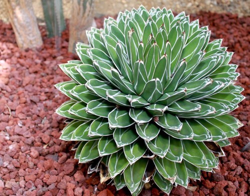 AgaveVictoriaeReginae01.jpg