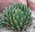 AgaveVictoriaeReginae02.jpg