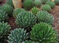 AgaveVictoriaeReginae04.jpg
