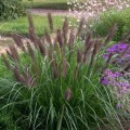 CenchrusBlackPurple02.jpg