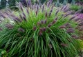 CenchrusBlackPurple04.jpg