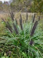 CenchrusBlackPurple01.jpg