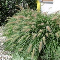 Pennisetum Alopecuroides 'Green'