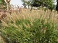 CenchrusGreen02.jpg