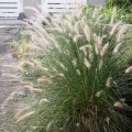 CenchrusGreen04.jpg