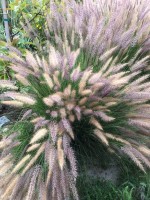 Pennisetum Orientale 'Pink'