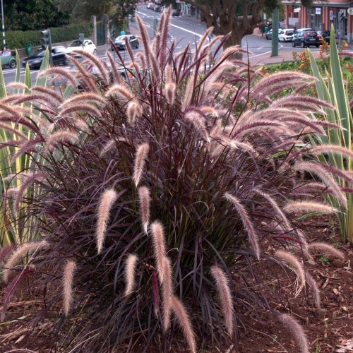 CenchrusCupreumRubrum01.jpg