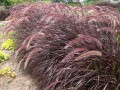 CenchrusCupreumRubrum05.jpg