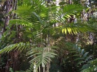 Chamaedorea Hooperiana