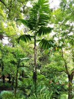 Chamaedorea Tepejilote