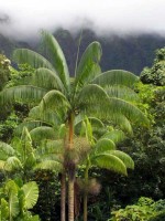 Clinostigma Samoense