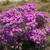 Lampranthus Stipulaceus