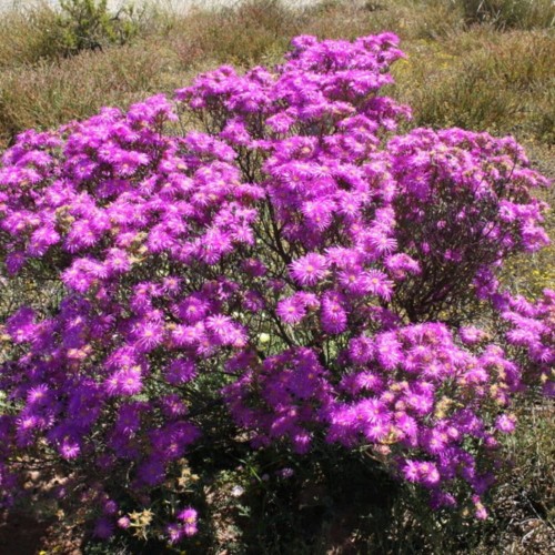 LampranthusStipulaceus02.jpg